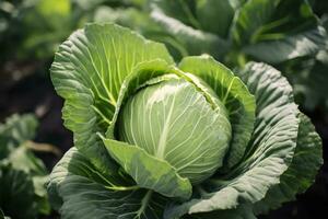 Cabbage growing in an urban garden. Cabbage leaves and head close up. Generative AI photo