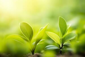 Nature of green leaf in a garden in summer under sunlight. Spring background. AI Generated photo