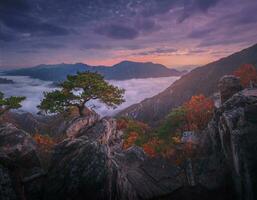 otoño en Corea, pino arboles imponente en el rocas encima jebibong. en el mañana, un mar de niebla fluye mediante el río en el Valle en el otoño de waraksan montaña nacional parque, sur Corea. foto