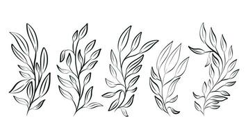 Decorative botanical doodle twigs with leaves. Set of vector isolated black branches.