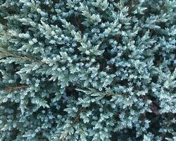 verde conífero sucursales. de cerca conífera antecedentes. mullido azul abeto con agujas foto