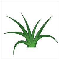 Grass vector png