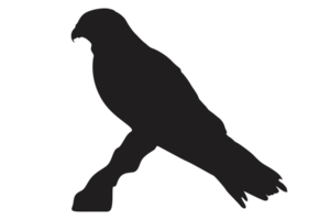 Pose Of Eagle Silhouette With Transparent Background png