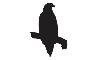 Pose Of Eagle Silhouette With Transparent Background png