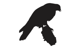 Pose Of Eagle Silhouette With Transparent Background png