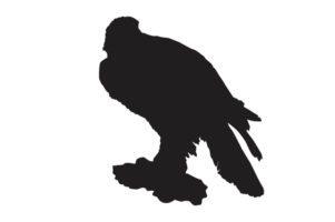 Pose Of Eagle Silhouette With Transparent Background png