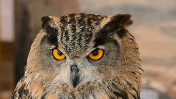 Aigle hibou dans une zoo parc video