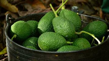 Avocados gerade geerntet im ein Korb video