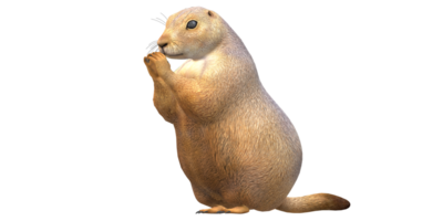 Prairie Dog isolated on a Transparent Background png