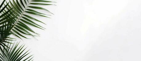 Minimalistic background palm leaf banner. Generate Ai photo