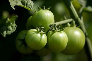 Green bunch ripe tomatoes. Generate Ai photo