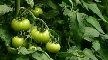 granjero manos revisando Tomates ese colgando a rama en invernadero video