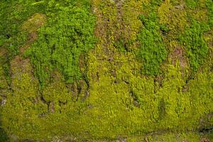 Fungi Green Moss old concrete wall abstract Texture background wallpaper. Rusty, Grungy, Gritty Vintage Background photo