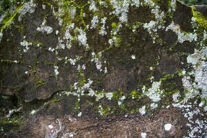 Lichen Fungi Green Moss on the old Concreate wall abstract Texture background. Rusty, Grungy, Gritty Vintage Background photo