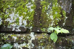 Lichen Fungi Green Moss on the old Concreate wall abstract Texture background. Rusty, Grungy, Gritty Vintage Background photo