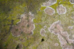 Lichen Fungi Green Moss on the old Concreate wall abstract Texture background. Rusty, Grungy, Gritty Vintage Background photo