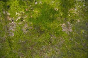 Lichen Fungi Green Moss on the old Concreate wall abstract Texture background. Rusty, Grungy, Gritty Vintage Background photo