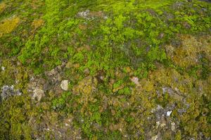 Fungi Green Moss old concrete wall abstract Texture background wallpaper. Rusty, Grungy, Gritty Vintage Background photo