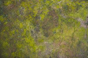 Lichen Fungi Green Moss on the old Concreate wall abstract Texture background. Rusty, Grungy, Gritty Vintage Background photo
