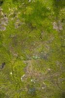 Lichen Fungi Green Moss on the old Concreate wall abstract Texture background. Rusty, Grungy, Gritty Vintage Background photo