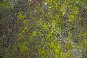 Lichen Fungi Green Moss on the old Concreate wall abstract Texture background. Rusty, Grungy, Gritty Vintage Background photo