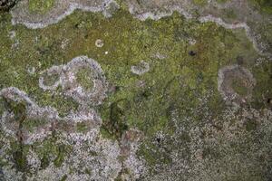 liquen hongos verde musgo en el antiguo concretar pared resumen textura antecedentes. oxidado, sucio, arenoso Clásico antecedentes foto