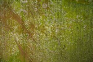 Fungi Green Moss Texture abstract background concrete wall. Rusty, Grungy, Gritty Vintage Background photo