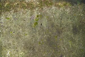 Fungi Green Moss Texture abstract background concrete wall. Rusty, Grungy, Gritty Vintage Background photo