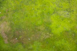 Fungi Green Moss Texture abstract background concrete wall. Rusty, Grungy, Gritty Vintage Background photo