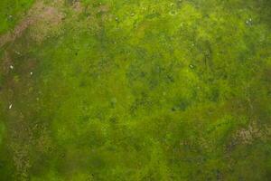 Fungi Green Moss Texture abstract background concrete wall. Rusty, Grungy, Gritty Vintage Background photo