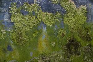 hongos verde musgo textura fondo abstracto muro de hormigón. fondo vintage oxidado, grungy, arenoso foto