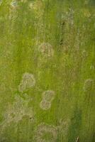 Fungi Green Moss Texture abstract background concrete wall. Rusty, Grungy, Gritty Vintage Background photo