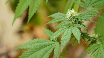Blätter und Knospe von Marihuana Cannabis mit Wasser Tröpfchen im draussen video