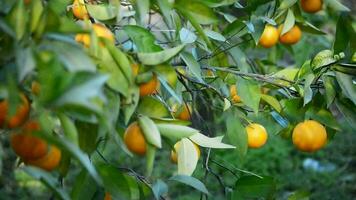 naranjas en rama de árbol en un plantación a puesta de sol video