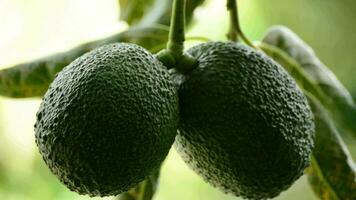 aguacate Fruta colgando a rama de árbol en un plantación video