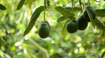 avokado frukt hängande på träd i en plantage video