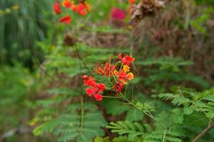 beautiful caesalpinia pulcherrima flower plant in the garden photo