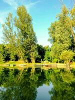 Trees near a lake photo