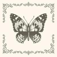 Butterfly with frame in vintage style vector