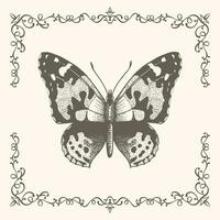 Butterfly with frame in vintage style vector