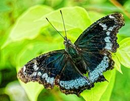 un negro mariposa foto