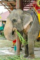 An elephant eating photo