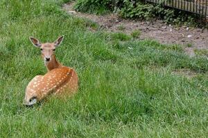 A deer resting in the grass photo