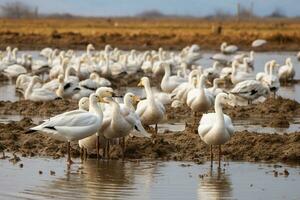 rebaño de migratorio aves descansando en un protegido humedal aves mosca a calentar países. animal migración. ai generativo foto