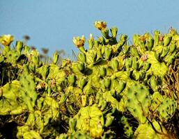 Group of cacti plants photo