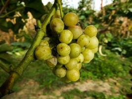 Grapes on the vine photo