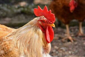 Chicken close up photo