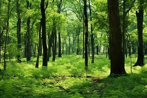 Lush green forest with diverse flora. Tall majestic trees and small bushes and ferns. The sun's rays break through the dense crown of trees. Ai generative photo