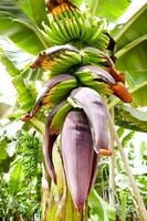 Green banana tree photo