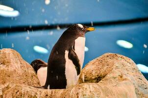 A penguin on a rock photo